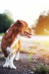 Portrait Of A Cute Brown Dog Stock Photo