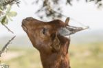 Head Of Brown Goat Stock Photo