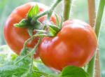 Ripe Tomatoes Growing Closeup Stock Photo