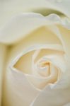 Cream Color Rose Stock Photo