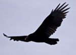 Isolated Picture With A Vulture In The Sky Stock Photo