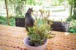 Cat Chilling Out On Dinner Table Stock Photo