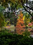 Tree Leaves Changing Colour In Autumn Stock Photo