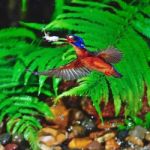 Male Blue-eared Kingfisher Stock Photo