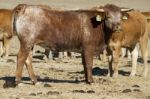 Brown Cows Stock Photo