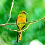 Male Orange-breasted Trogon Stock Photo