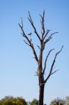 Grey Heron (ardea Cinerea) Perched On A Dead Tree Stock Photo