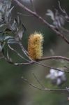 Banksia Stock Photo