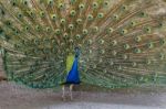 Peacock Bird Showing Off His Beautiful Feathers Stock Photo