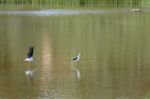 Black-winged Stilt, Common Stilt, Or Pied Stilt (himantopus Hima Stock Photo