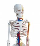 Skeleton Stock Photo