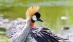 An East African Crowned Crane Near A Lake Stock Photo