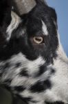 Black And White Goat In A Pasture Stock Photo