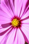 Colorful Cosmos Flower Blooming In The Field Stock Photo