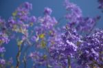 Colourful Blooming Jacaranda Tree Stock Photo