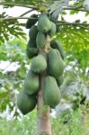 Papaya Stock Photo