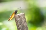 Yellow Black Pattern Butterfly On Wood Stock Photo