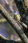 Blue Tit Perching On A Branch Stock Photo