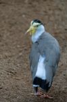 Fuengirola, Andalucia/spain - July 4 : Masked Lapwing (vanellus Stock Photo