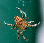 Common Garden Spider (orb Weaver) Stock Photo