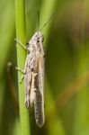 Grasshopper On Vegetation Stock Photo