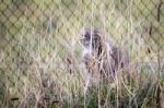 Pallas's Cat (otocolobus Manul) Stock Photo