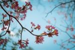 Soft Focus Wild Cherry Flower ,pinks Flower In Thailand Stock Photo