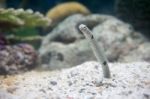 Spotted Garden Eel Stock Photo