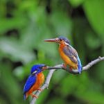 Blue-eared Kingfisher Stock Photo