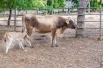 Cow Is Milking Calf Baby Cow Stock Photo