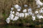 Apple Blossom Stock Photo