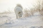 White Dog Samoyed Play On Snow Stock Photo