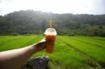 Closeup Of Rice Field Stock Photo