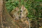 Monkey Family Stock Photo