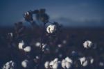 Cotton Field In Oakey, Queensland Stock Photo