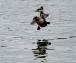 Beautiful Photo Of A Cute Duck Landing On A Lake Stock Photo