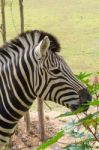 The Zebra Is Well Known In Africa With Its Distinctive Markings Stock Photo