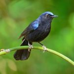 Male White-tailed Robin Stock Photo