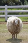 Sheep Standing In Farm Stock Photo