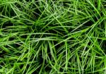 Ophiopogon Japonicus The Cover Crop Plant Stock Photo