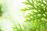 Green Leaf With Bokeh Background Stock Photo