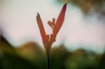 The Flowers In Forests Stock Photo