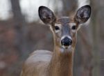 Cute Young Deer Stock Photo