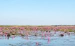 Red Lotus Field Lake In Harn Kumphawapi,udonthani,thailand Stock Photo