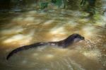 Eurasian Otter (lutra Lutra) Stock Photo