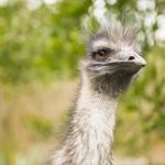 Emu By Itself Outdoors During The Daytime Stock Photo