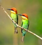 Chestnut-headed Bee-eater Stock Photo