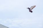 Pigeon Flies In The Blue Sky In A Sunny Day Stock Photo