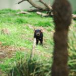 Tasmanian Devil In Hobart, Tasmania Stock Photo