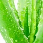 Aloe Vera On White Background Stock Photo